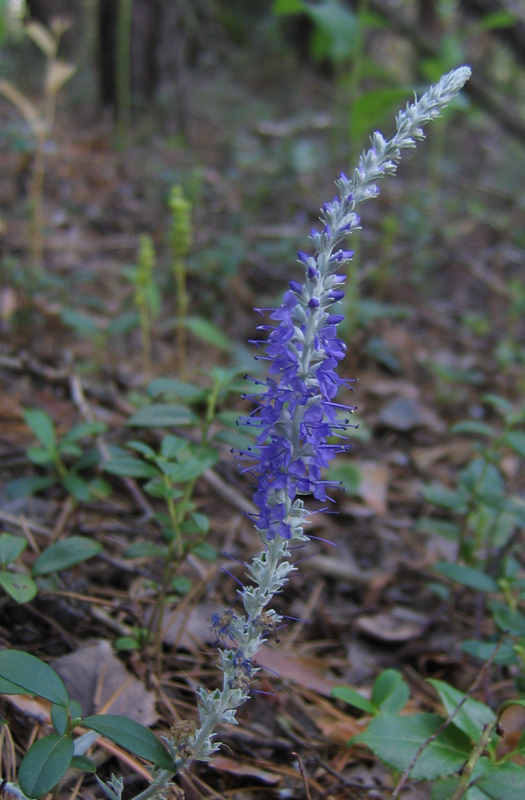 Image of Veronica incana specimen.