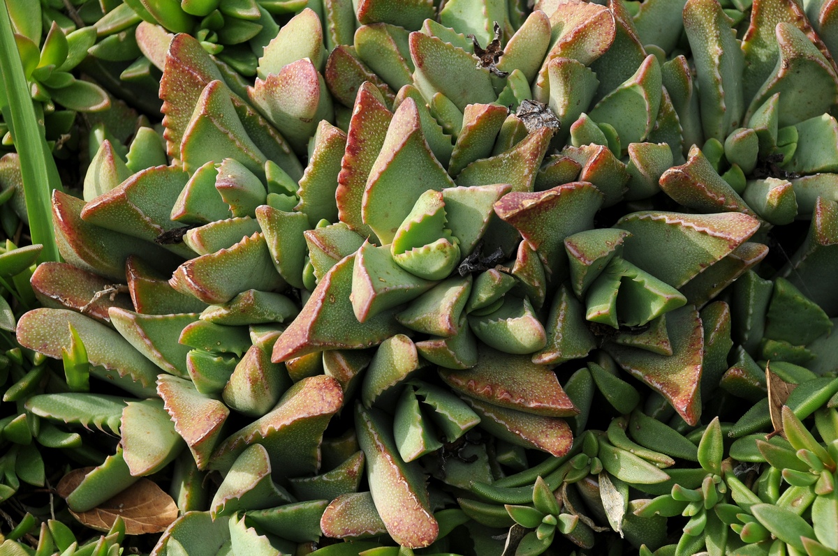 Image of Faucaria felina ssp. britteniae specimen.