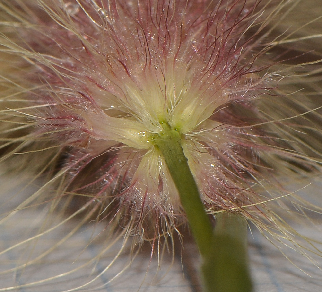 Изображение особи Pennisetum polystachion.