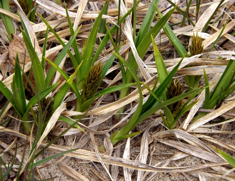 Изображение особи Carex macrocephala.