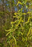 genus Salix
