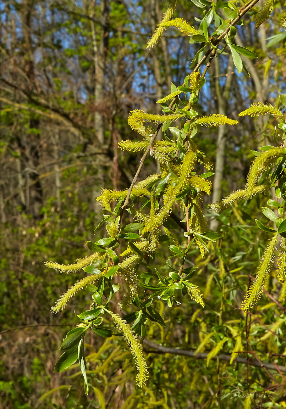 Image of genus Salix specimen.