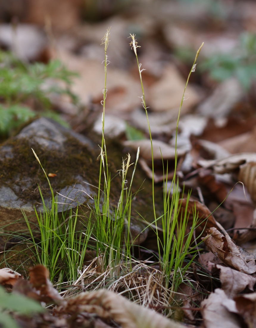 Изображение особи Carex ussuriensis.