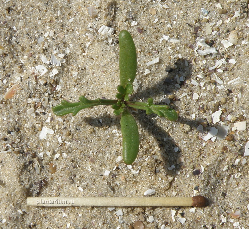 Image of Cakile euxina specimen.