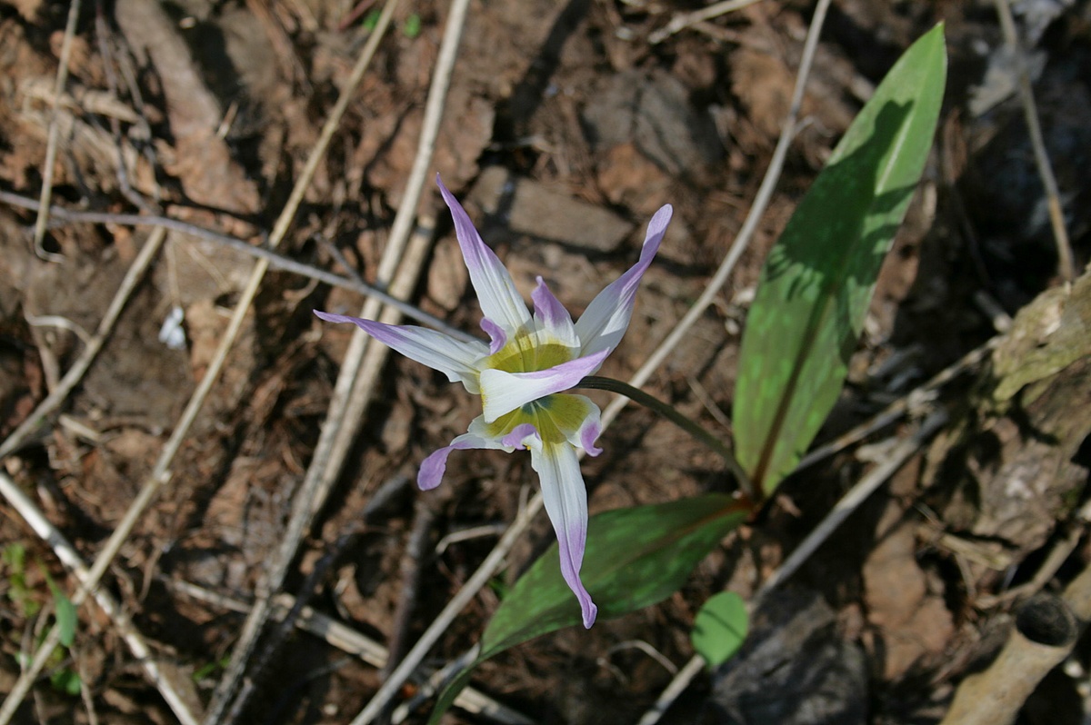 Image of Erythronium sibiricum specimen.