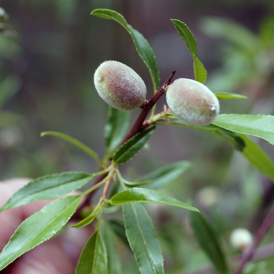 Image of Amygdalus fenzliana specimen.