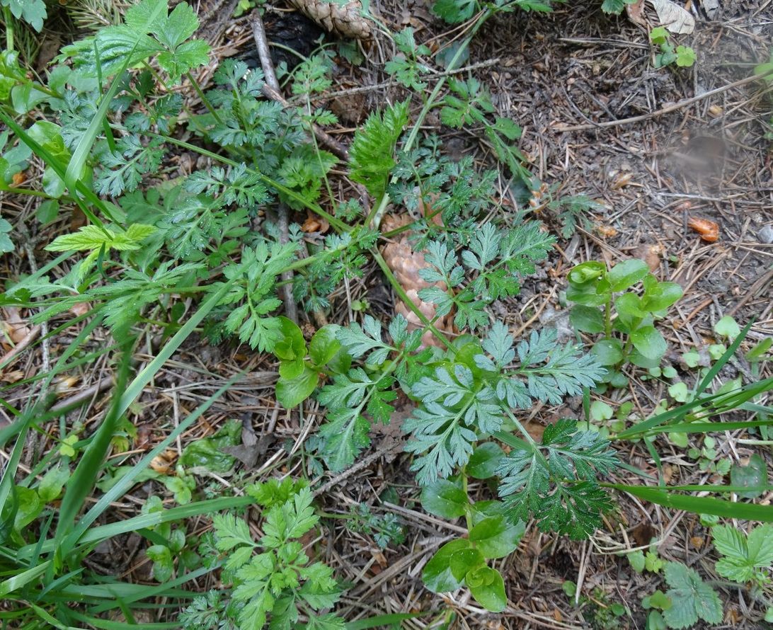 Изображение особи семейство Apiaceae.