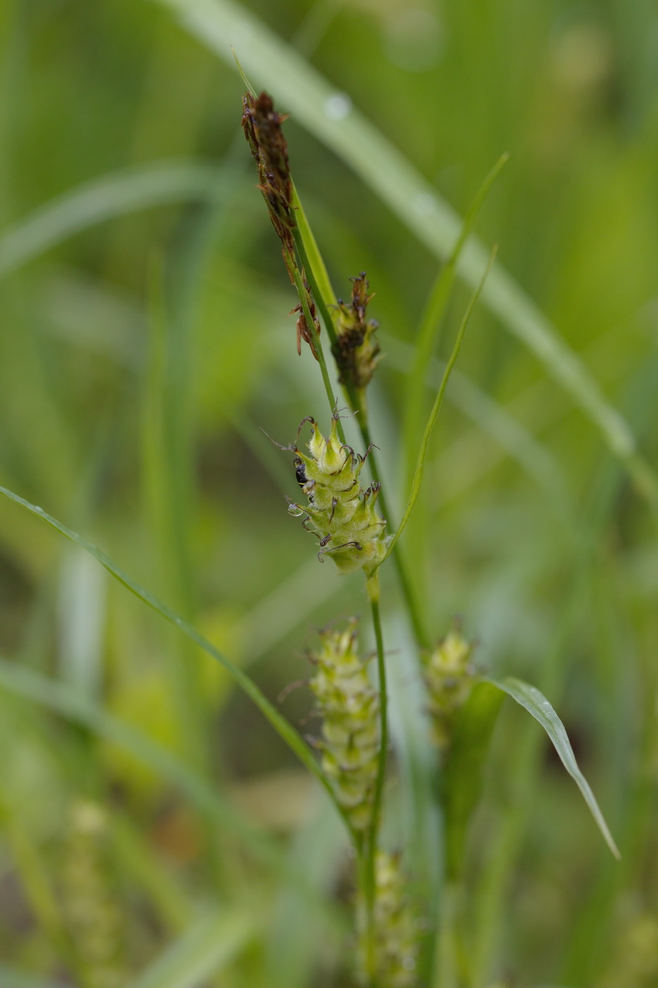 Изображение особи Carex hirta.