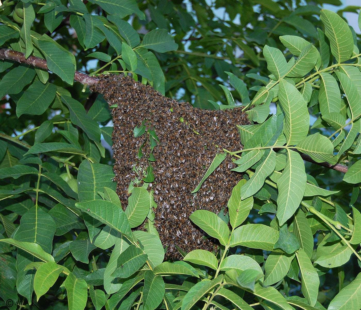 Image of Juglans regia specimen.