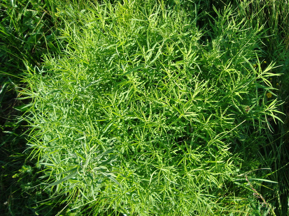 Image of Galatella punctata specimen.