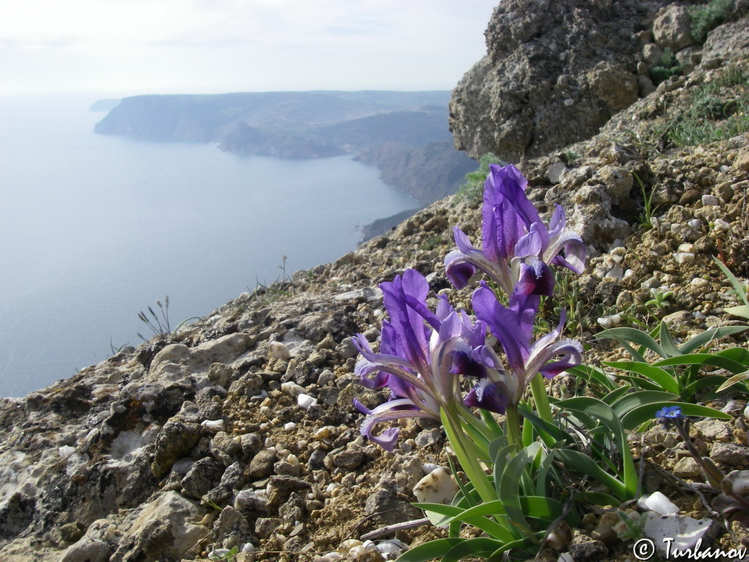 Image of Iris pumila specimen.