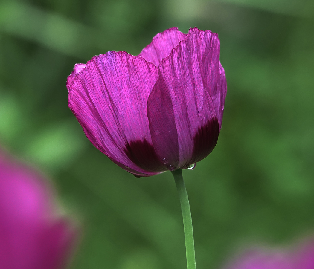 Изображение особи Papaver somniferum.