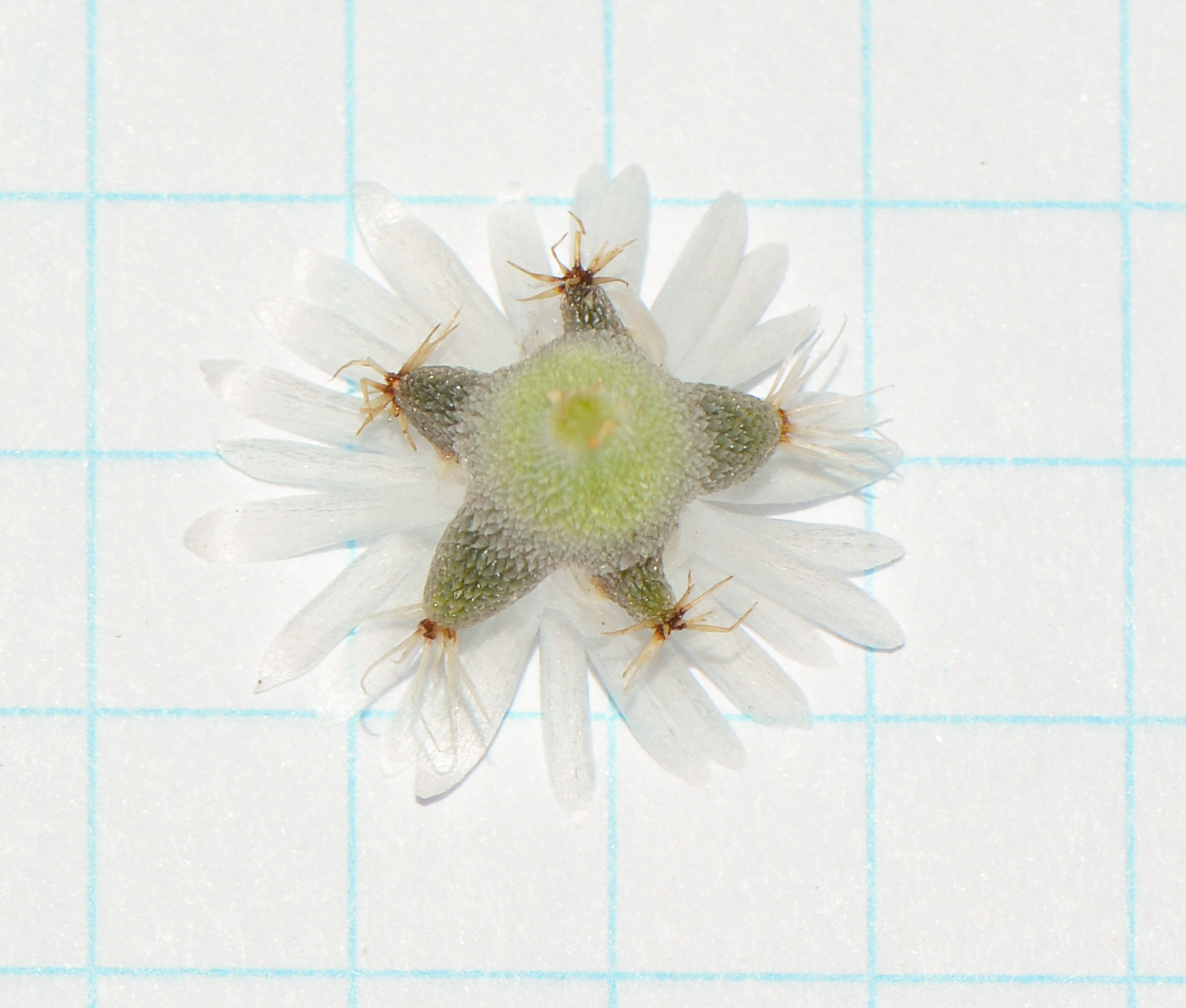 Image of genus Trichodiadema specimen.