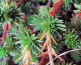 Saxifraga juniperifolia