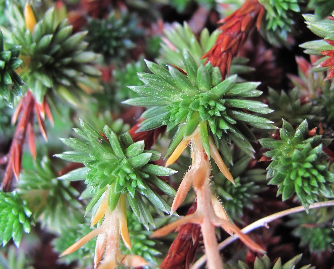 Image of Saxifraga juniperifolia specimen.