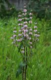 Phlomoides tuberosa