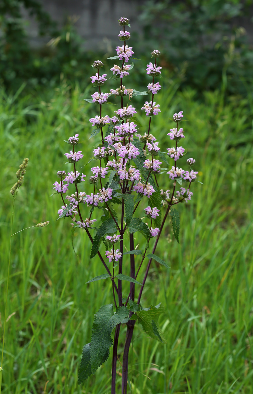 Image of Phlomoides tuberosa specimen.