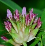 Trifolium spumosum