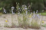 Campanula rotundifolia. Цветущие растения. Ленинградская обл., Кингисеппский р-н, Кургальский п-ов, окр. дер. Тисколово, пески. 13.07.2011.