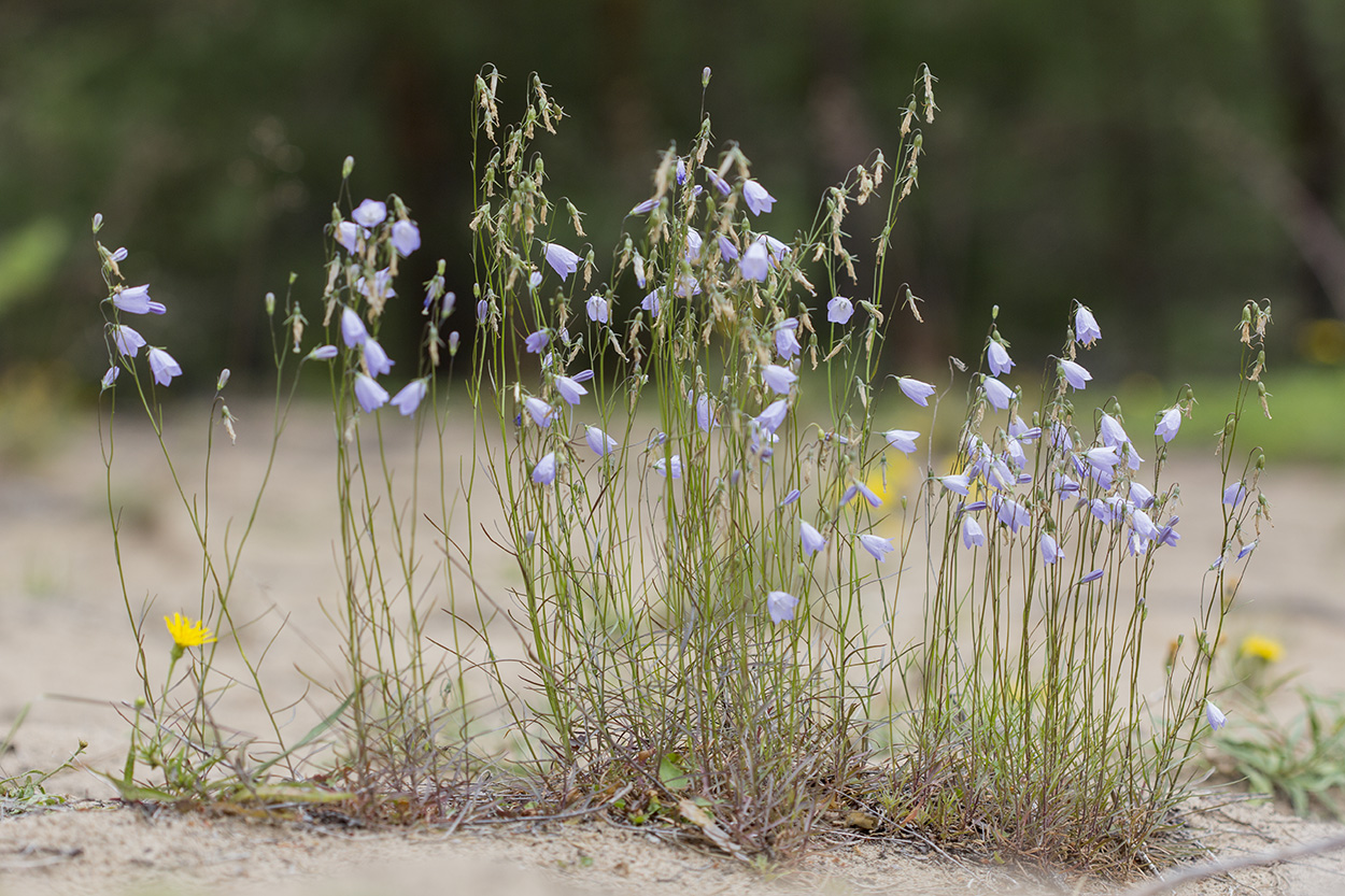 Image of Campanula rotundifolia specimen.