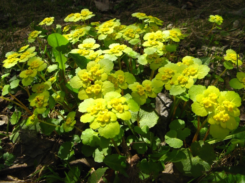 Image of Chrysosplenium alternifolium specimen.