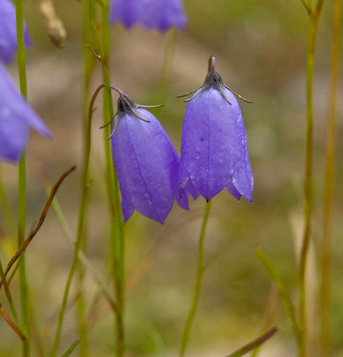 Image of Campanula rotundifolia specimen.