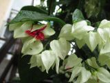 Clerodendrum thomsoniae