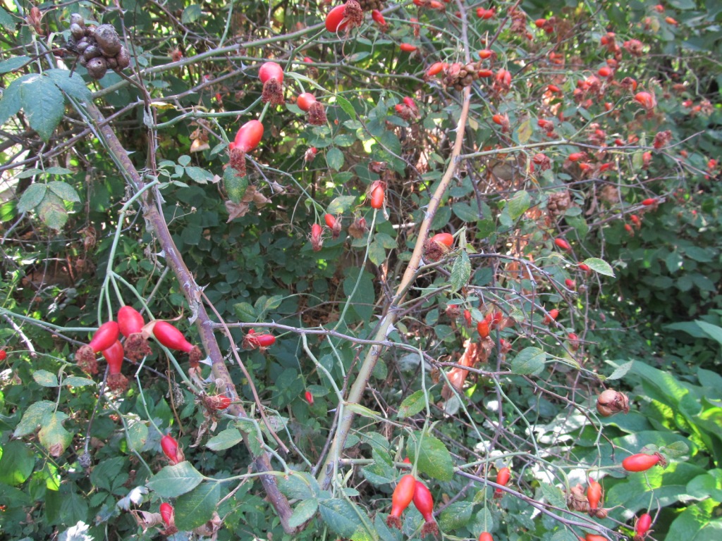 Image of Rosa canina specimen.