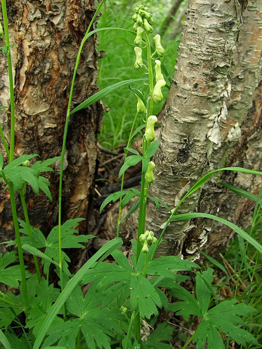 Изображение особи Aconitum ajanense.