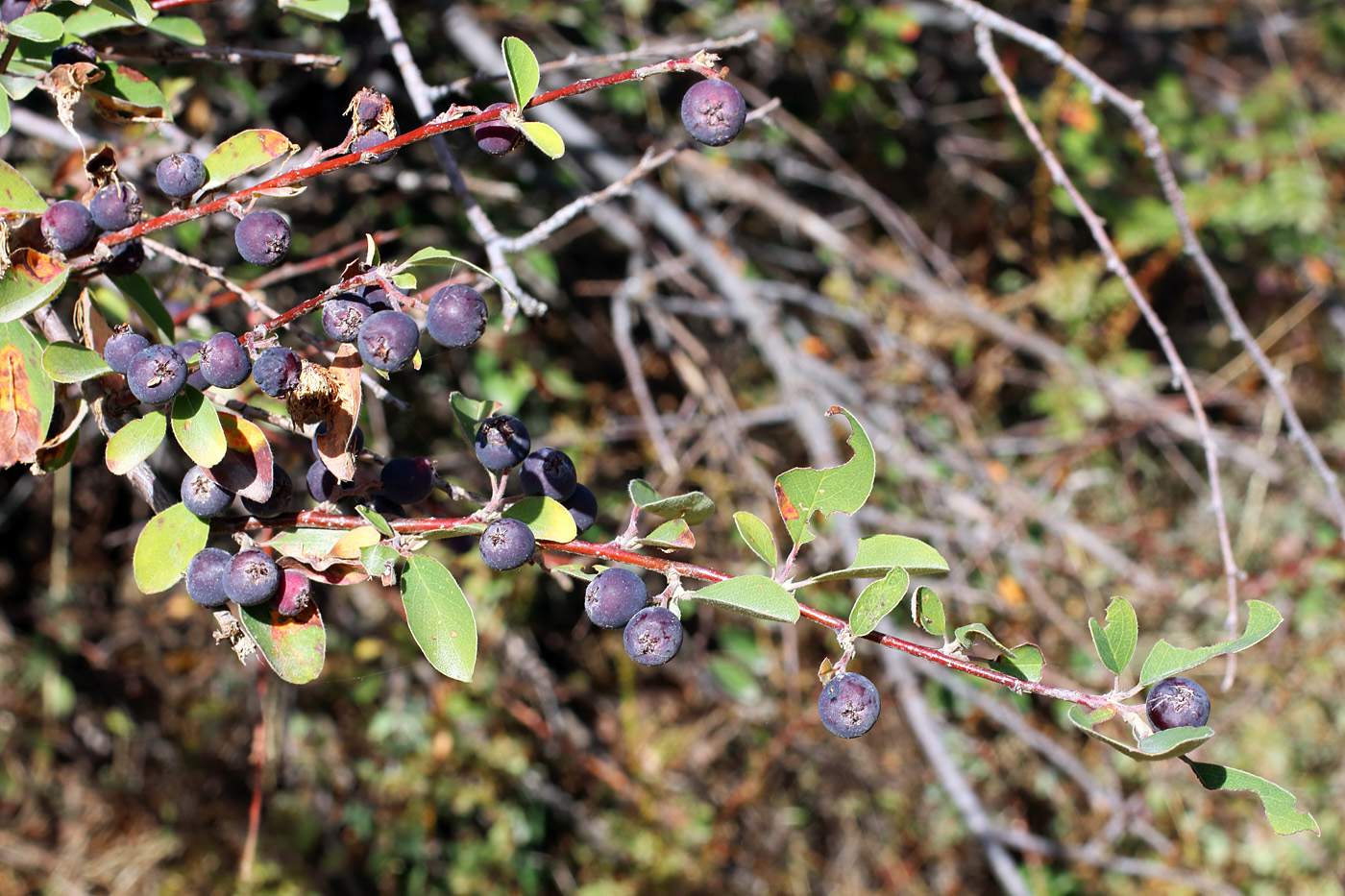 Изображение особи Cotoneaster hissaricus.