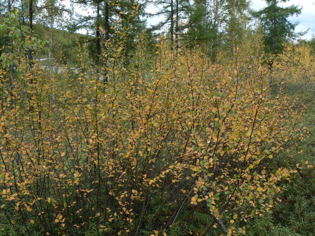 Image of Betula divaricata specimen.
