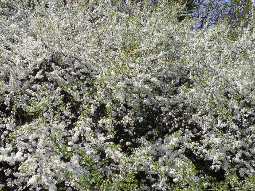 Image of Prunus stepposa specimen.
