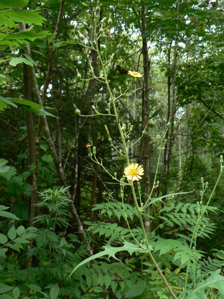 Image of Lactuca indica specimen.