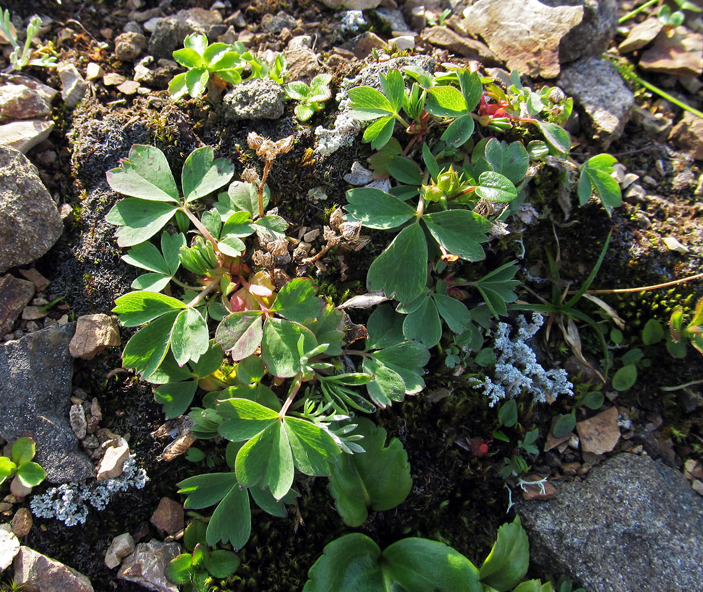 Изображение особи Sibbaldia procumbens.