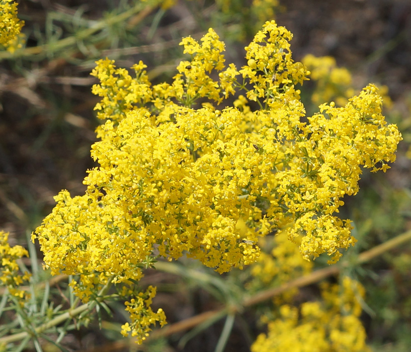 Изображение особи Galium verum.