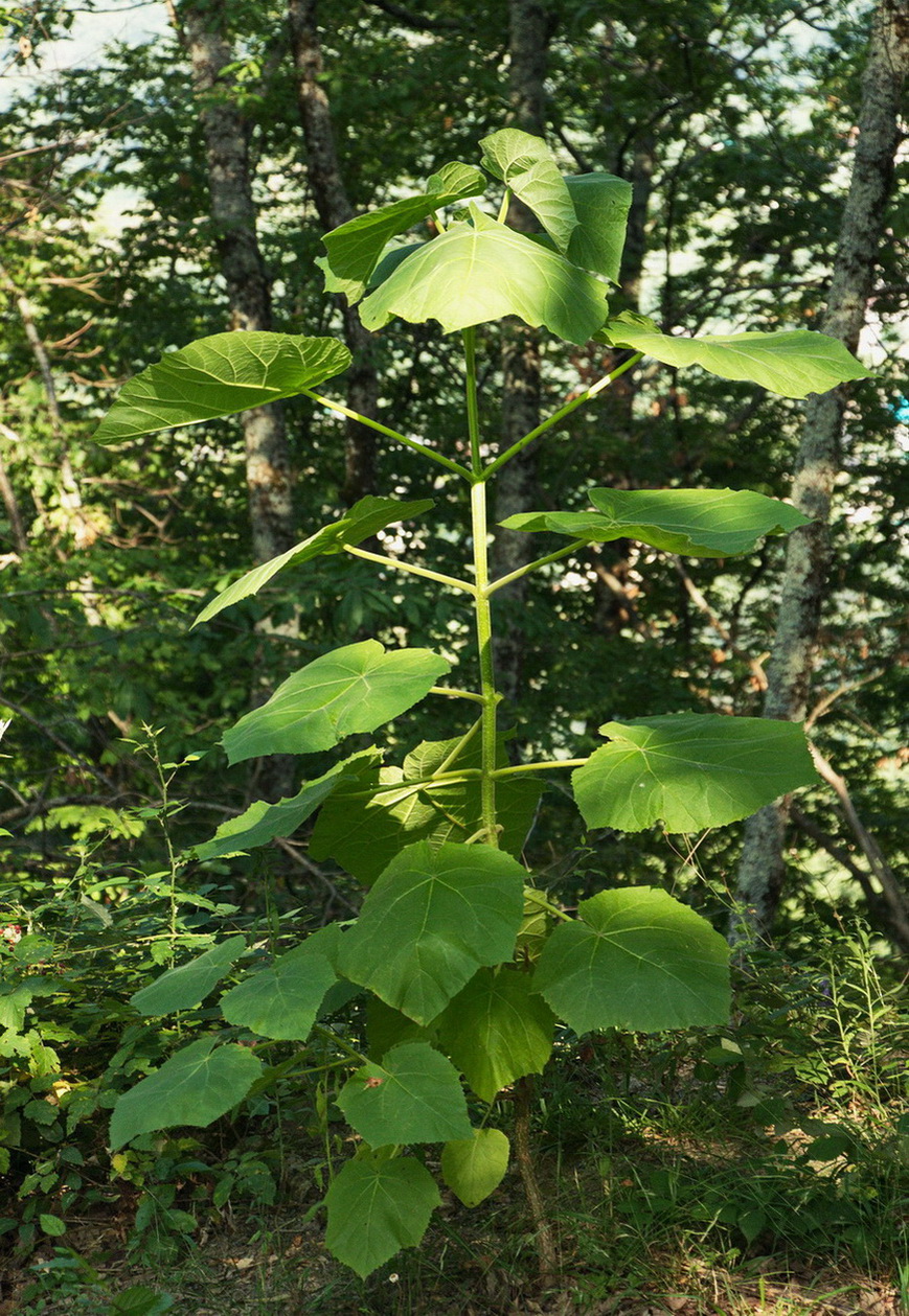 Image of Paulownia tomentosa specimen.