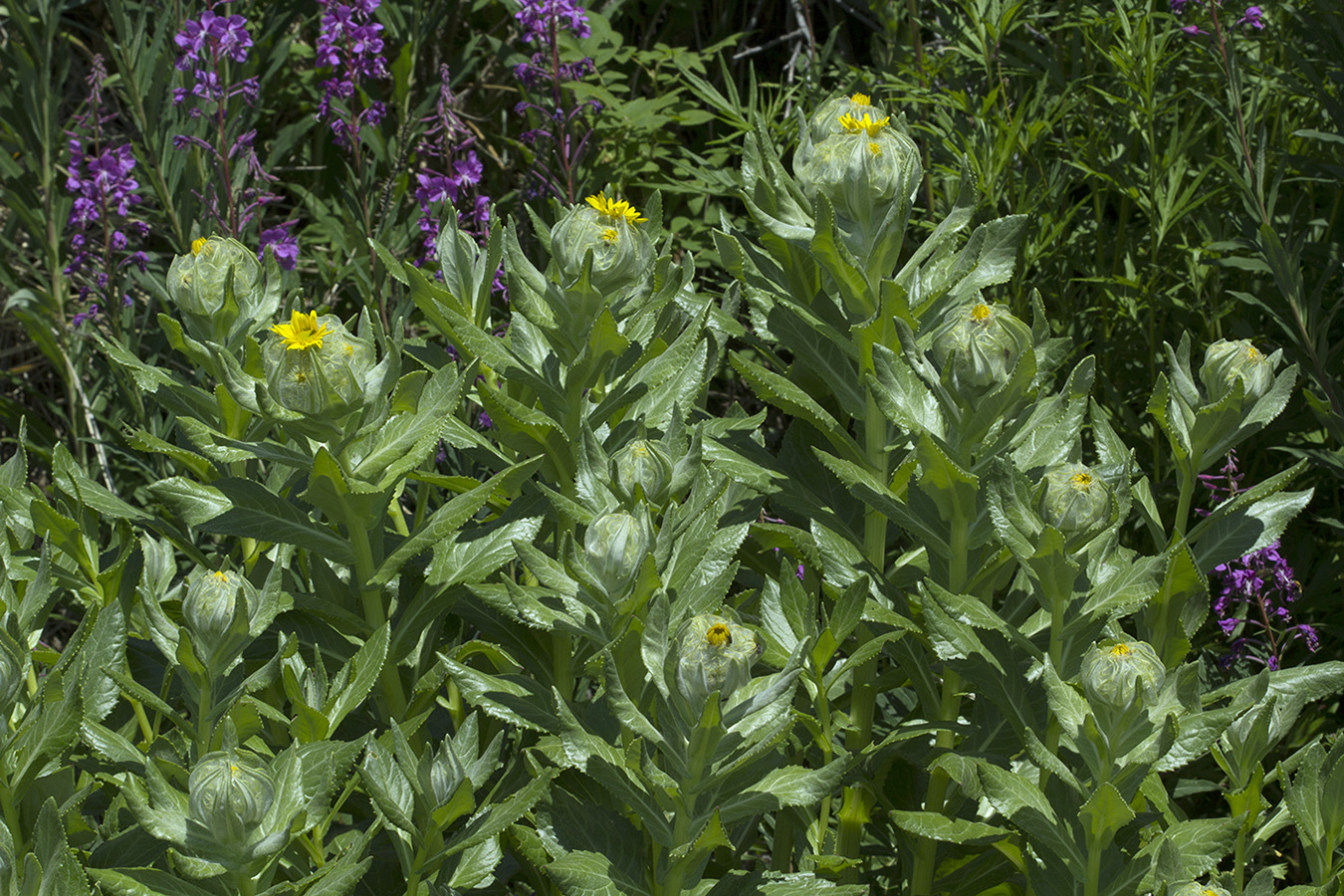 Image of Senecio pseudoarnica specimen.