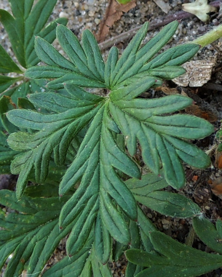 Image of genus Potentilla specimen.