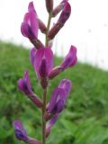 Oxytropis knjazevii