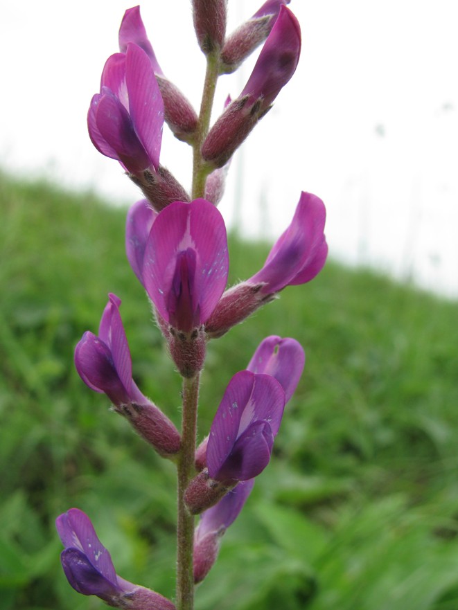 Image of Oxytropis knjazevii specimen.
