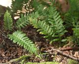 Polypodium vulgare