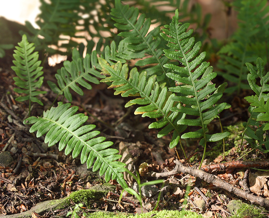 Изображение особи Polypodium vulgare.