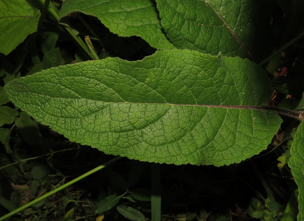 Изображение особи Verbascum nigrum.