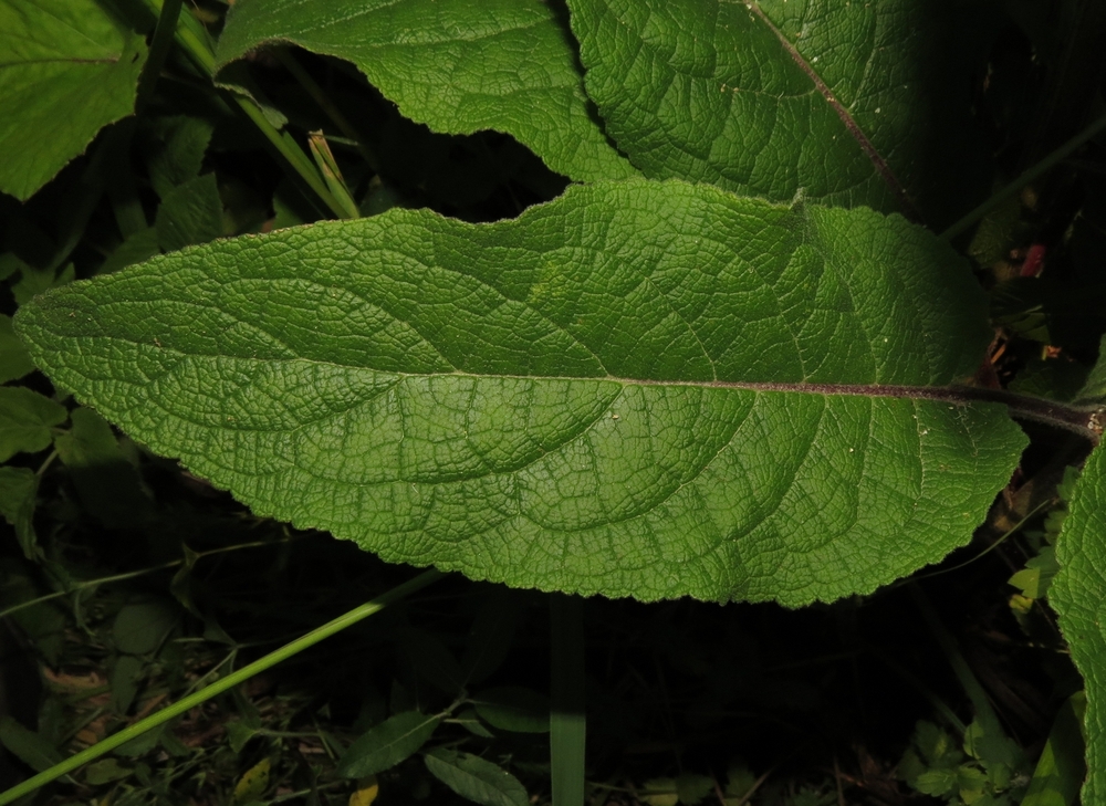 Image of Verbascum nigrum specimen.