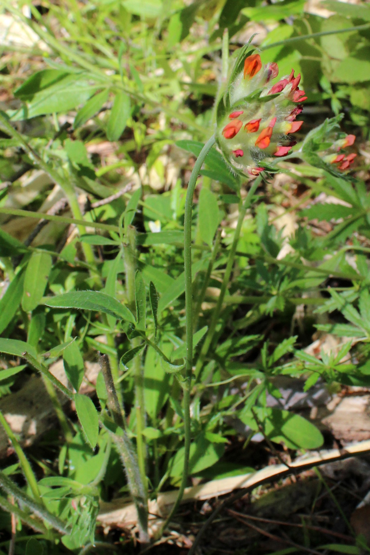 Image of Anthyllis vulneraria var. schiwereckii specimen.