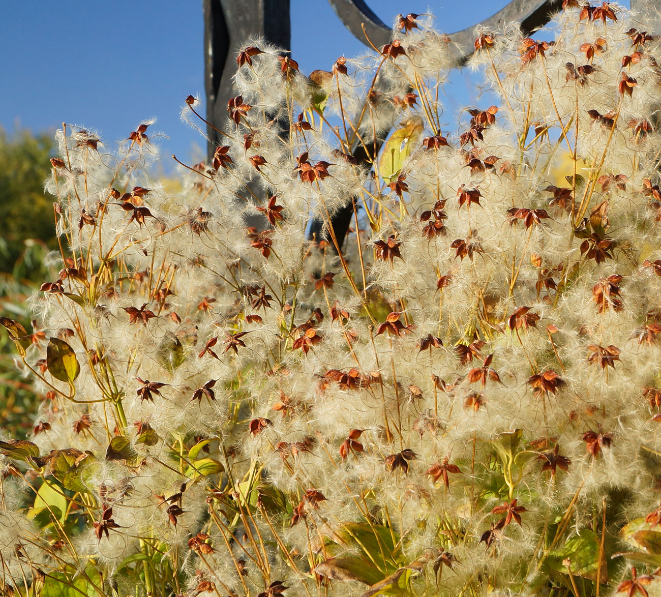 Image of Clematis mandshurica specimen.