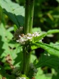 Lycopus europaeus. Соцветие. Беларусь, Гродненская обл., Новогрудский р-н, Кошелевский сельсовет, дер. Чемеровка, берег зарастающего пруда, сформированного на месте глиняного карьера. 24.07.2015.