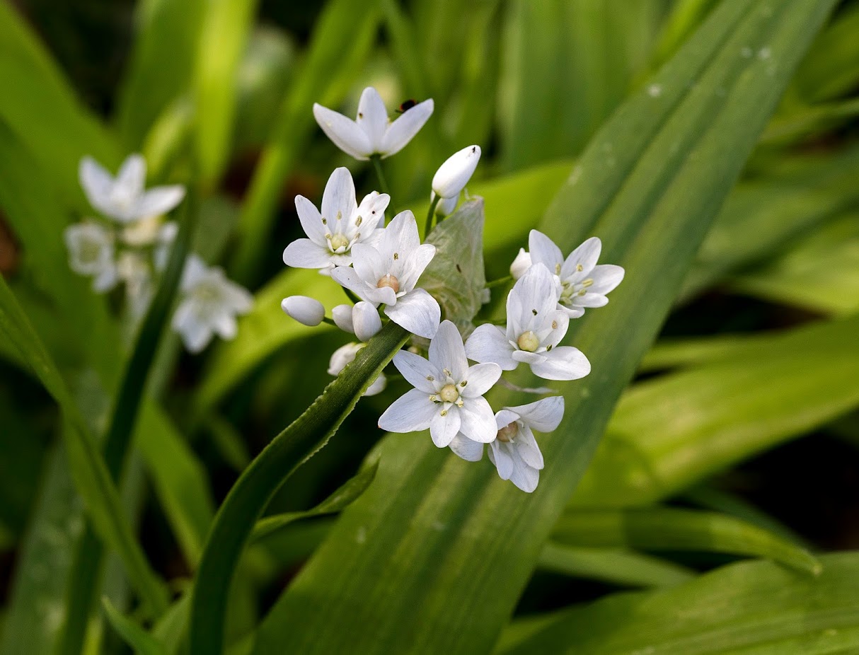 Изображение особи Allium neapolitanum.