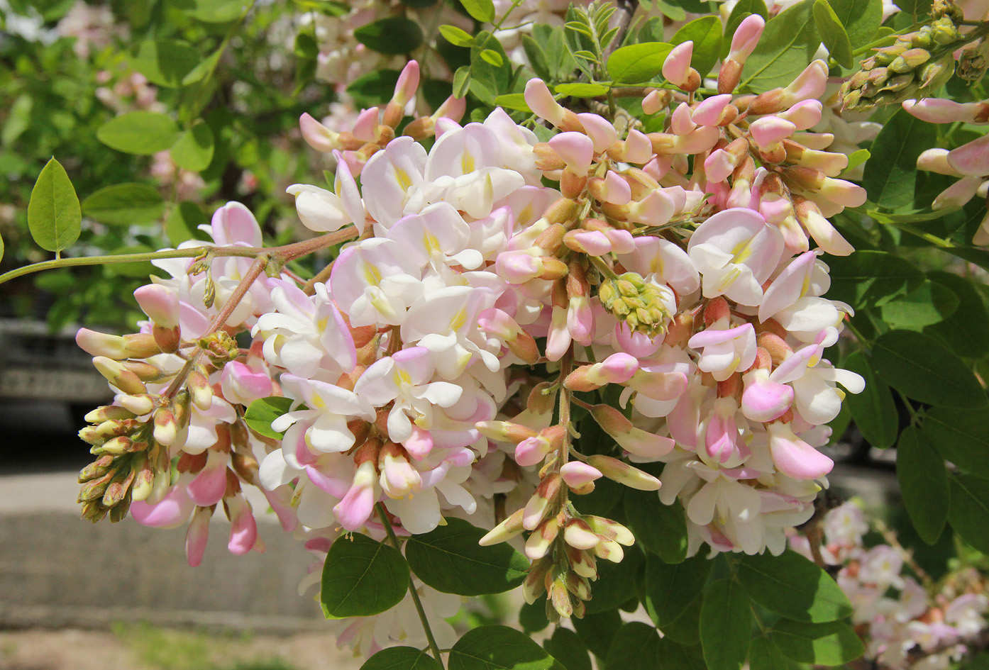 Image of Robinia &times; ambigua specimen.