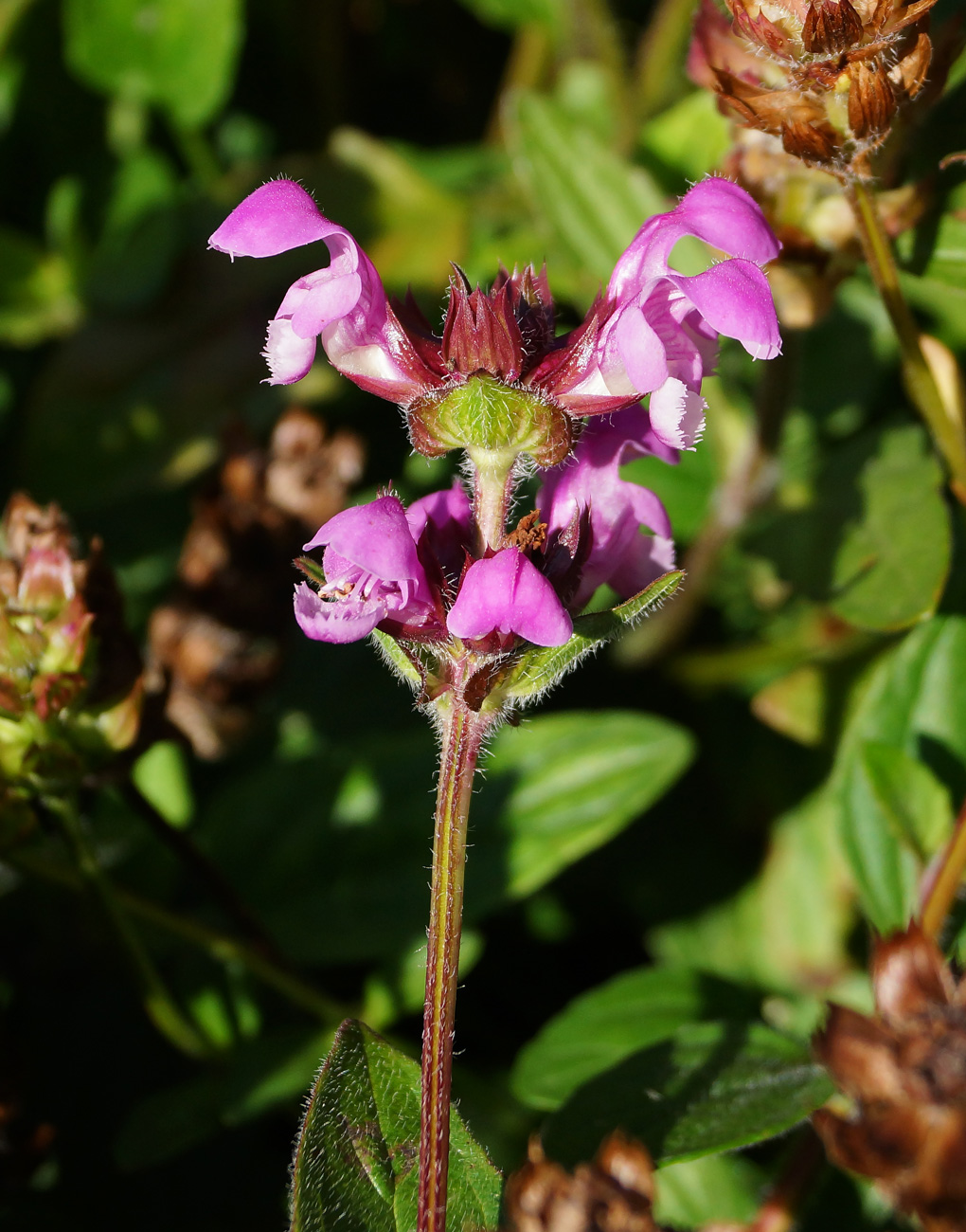 Image of Prunella grandiflora specimen.